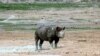 FILE - A rhino is seen in Etosha National Park, Namibia, March 4, 2007. The park is home to the highest concentration of black rhinos in the world.