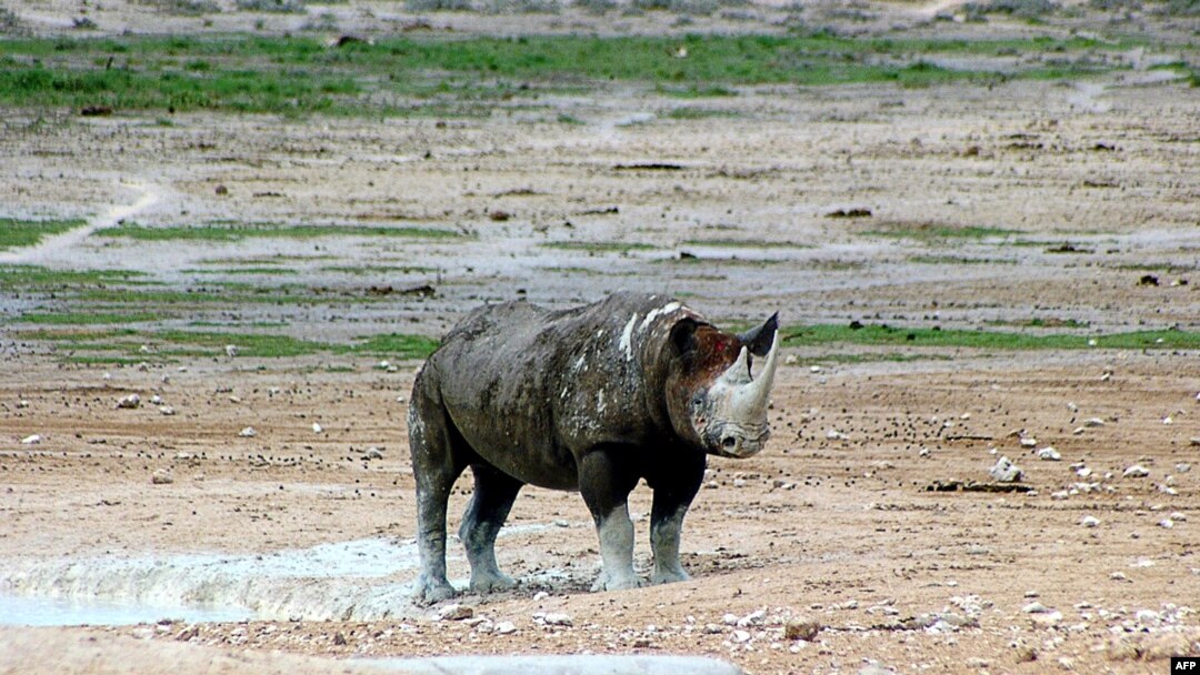 FILE - A rhino is seen in Etosha National Park, Namibia, March 4, 2007. The park is home to the highest concentration of black rhinos in the world.