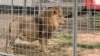 Fin progressive de l'élevage de lions pour la chasse en Afrique du Sud