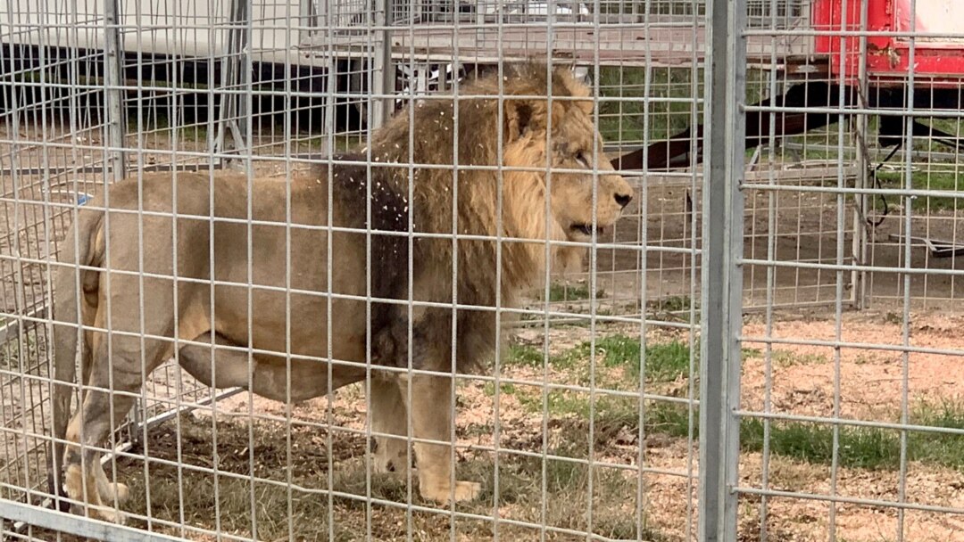 Lion Cecil : le Zimbabwe demande l'extradition du chasseur américain