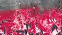 Tradisi Kontroversial Berburu Paus Pilot di Kepulauan Faroe