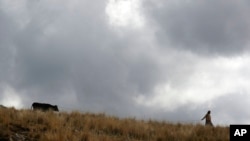 [Archivo] Las plagas que podrían llegar a las diferentes regiones del Perú podrían afectar grandemente los cultivos, a los ganaderos y a la salud pública. En la imagen una mujer lleva su vaca por un campo en Pisac, zona rural del sur de Perú, el viernes 30 de octubre de 2020.