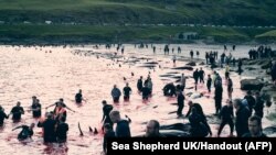 This handout picture released by Environmental NGO Sea Shepherd UK shows people hunting dolphins in Leynar, Denmark, June 14, 2023. 