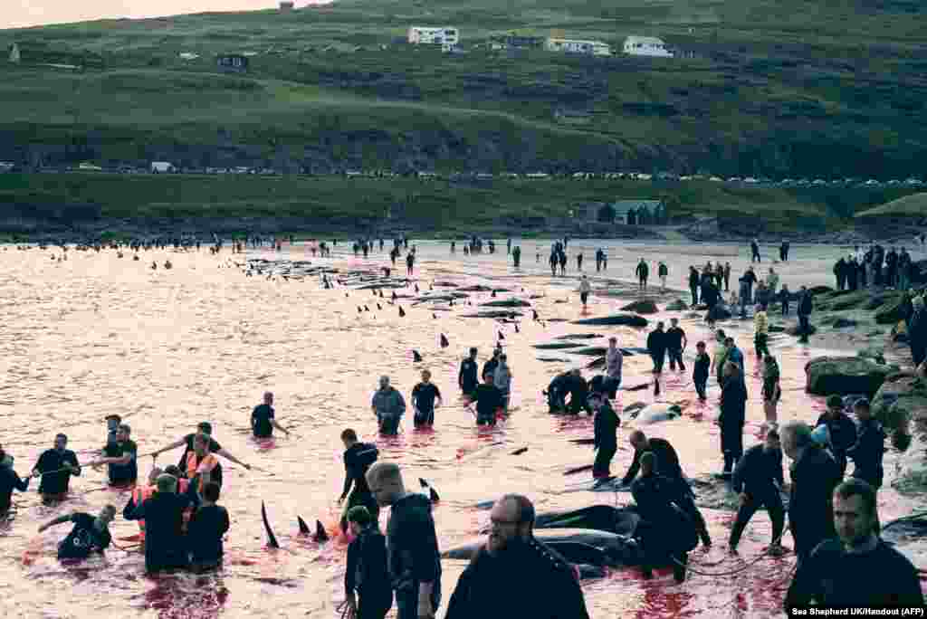 This handout picture released by Environmental NGO Sea Shepherd UK shows people hunting dolphins in Leynar, Denmark, June 14, 2023.&nbsp;People in the Faroe Islands have killed more than 500 dolphins since its controversial hunt resumed in May, local authorities in Denmark&#39;s autonomous territory in the north Atlantic said.