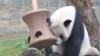 thumbnail Is Giant Panda Program in US a Victim of US-China Tensions? 