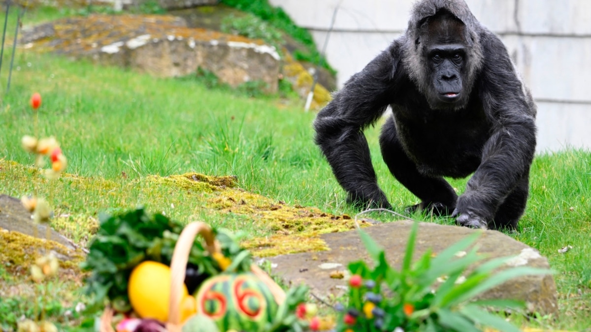 World's Oldest Known Gorilla Turns 66 at Berlin Zoo