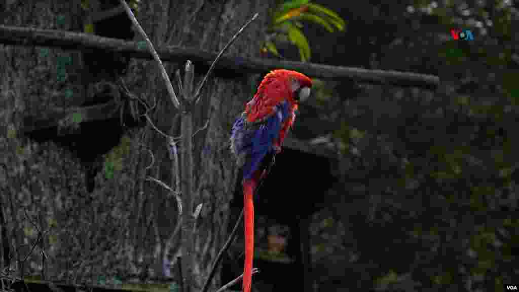 La guacamaya roja&nbsp;es una de las especies más traficadas a nivel mundial, y es endémica del centro y sur de América.