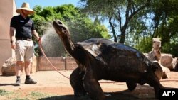 Elvis, a Galapagos tortoise, is sprayed with water as staff at the Phoenix Zoo take extra measures to keep animals and guests cool during a record heat wave in Phoenix on July 19, 2023.