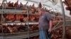 Flu Burung Kembali Mengancam Peternak Ayam AS