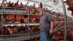 Flu Burung Kembali Mengancam Peternak Ayam AS