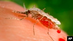  ملیریا کے پھیلاؤ سے متعلق ایک مچھر جس نے ممکنہ طور پر 2022 میں
ایتھیوپیا میں بڑے پیمانے پر ملیریا پھیلایا تھا، فائل فوٹو