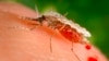 Soap Could Make Mosquito Pesticides More Effective