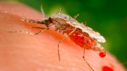 Science in a Minute: Soap Could Make Mosquito Pesticides More Effective