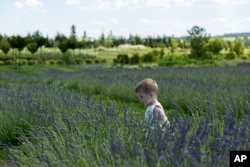 A boy walks through the lavender field in Dobro Park, Motyzhyn, Kyiv region, Ukraine, June 26, 2024. 