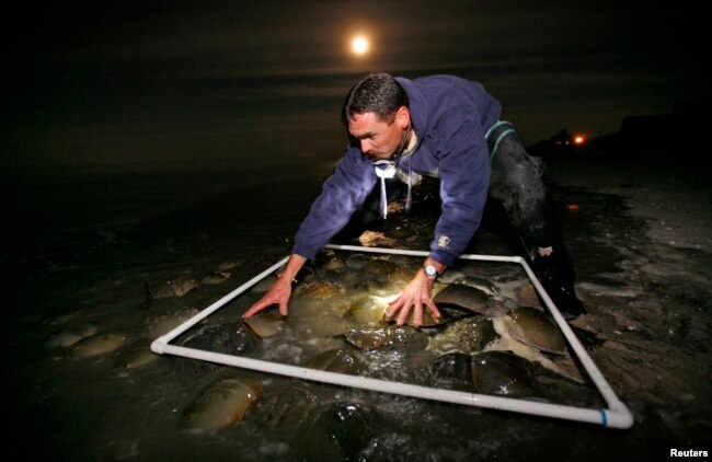 FILE - Stewart Michels, a fisheries scientist with the Delaware Division of Fish and Wildlife, counts Atlantic horseshoe crabs on Pickering Beach, a national horseshoe crab sanctuary near Little Creek, Delaware, May 20, 2008. (Mike Segar/REUTERS/File Photo)