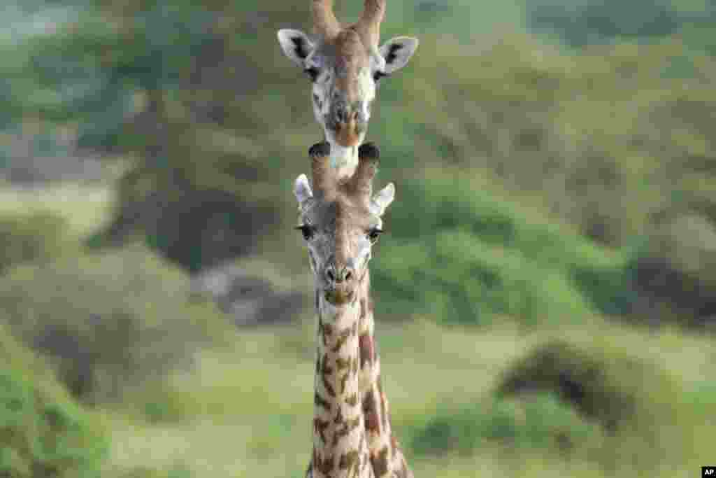 Two giraffes roam around Nairobi National Park, on the outskirts of Nairobi, Kenya.