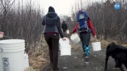 Eşsiz Huş Ağacı Şurubu