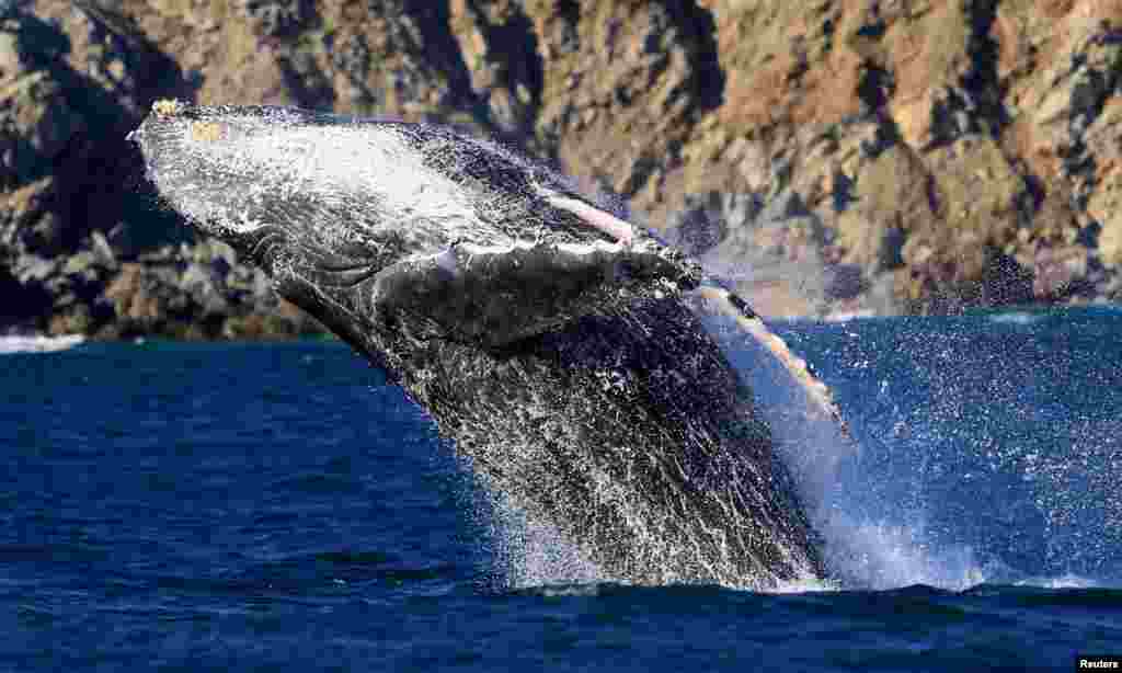 Gray whales swim in the waters of the Gulf of California, Mexico's Mar de Cortes, Feb. 26, 2024.