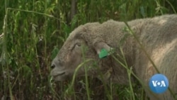 Sheep Help Fight Weeds on New York City's Governors Island