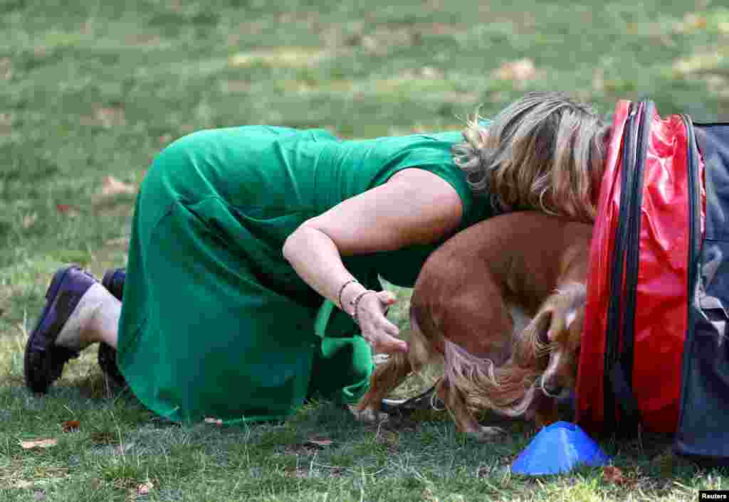 British Member of Parliament Anna McMorrin encourages her Cocker Spaniel named Cadi through a tunnel in the agility section of the Westminster Dog of the Year competition, in London. REUTERS/Toby Melville