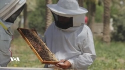 هەنگەکانی عێراق شەڕی وشکەساڵی دەکەن بۆ بەرهەمهێنانی هەنگوین