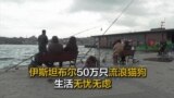伊斯坦布尔50万只流浪猫狗生活无忧无虑 该市1500万居民关爱照护并与之和谐共处