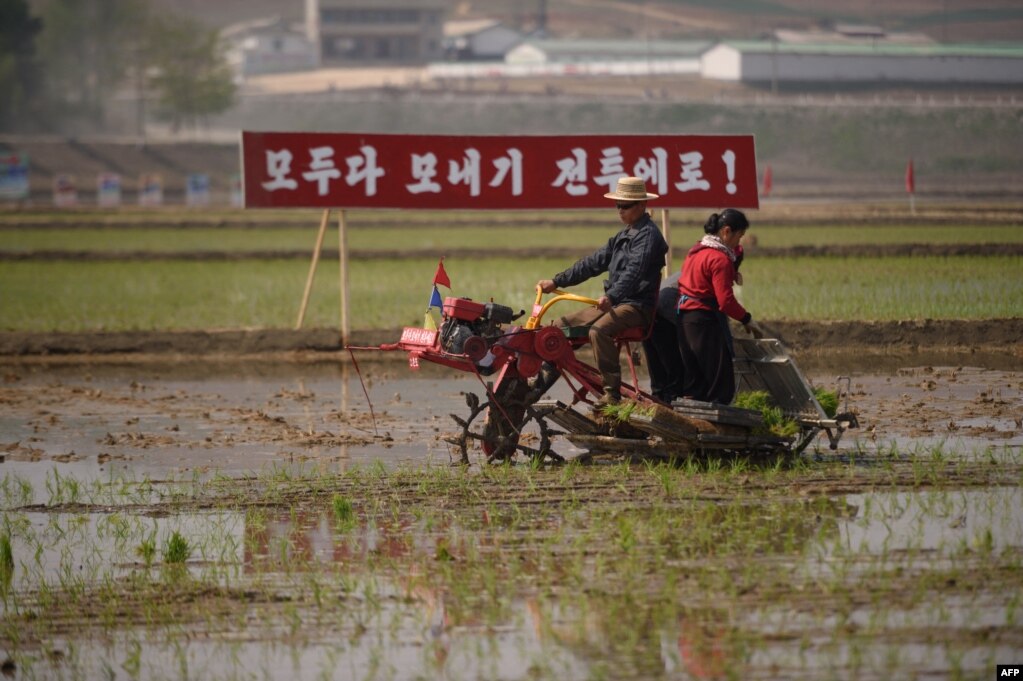 북한 남포의 협동농장에서 모내기를 하고 있다. (자료사진)