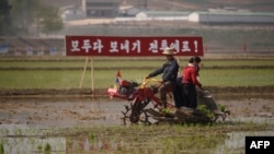 북한 남포의 협동농장에서 모내기를 하고 있다. (자료사진)