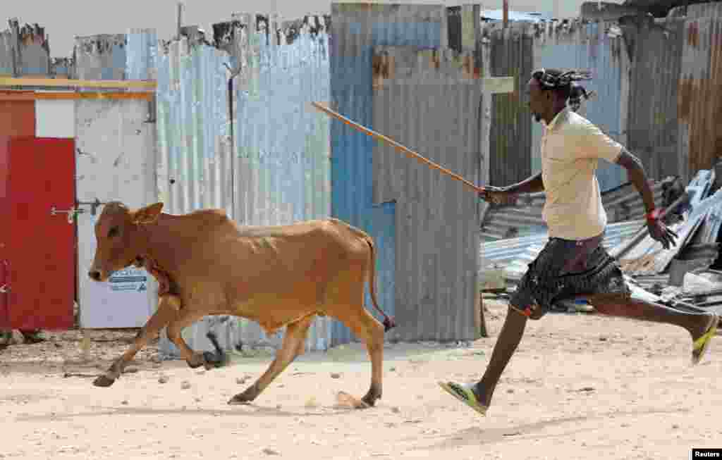 A Somali Muslim faithful runs after a sacrificial animal to be slaughtered during the Eid al-Adha celebrations in Mogadishu.