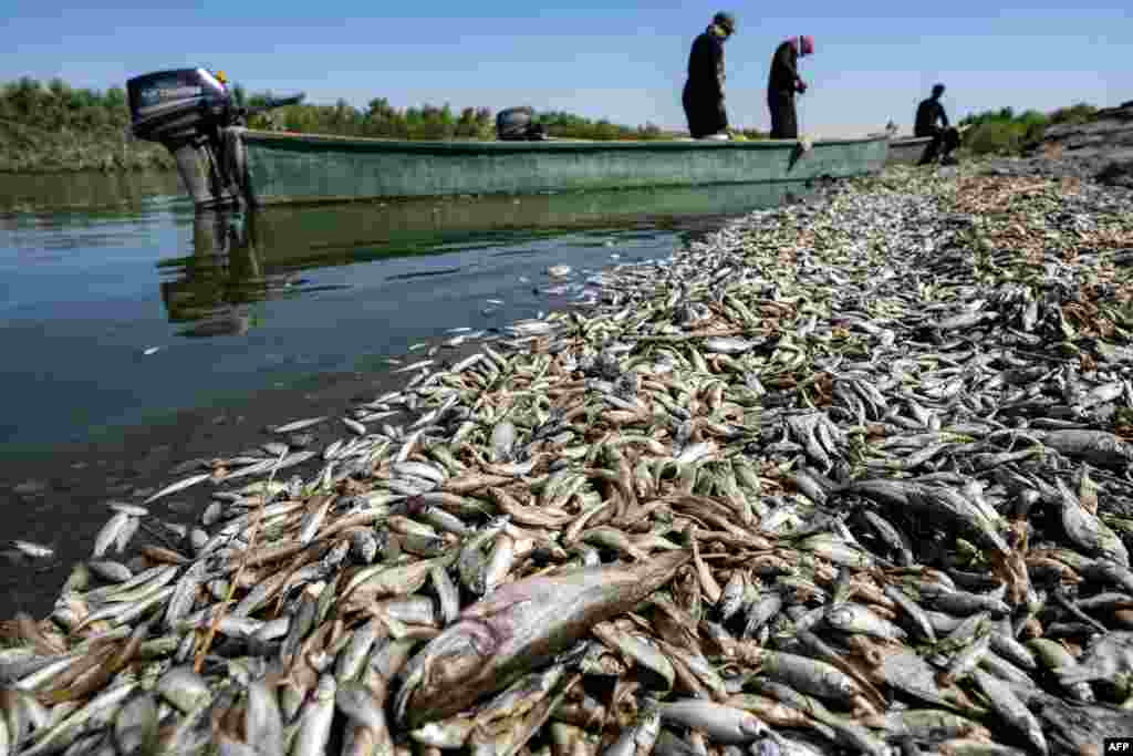 Para nelayan memeriksa ribuan ikan mati yang mengapung di tepi sungai Amshan, yang airnya mengalir dari sungai Tigris, di provinsi Maysa, Irak tenggara, 3 Juli 2023.