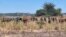 Zimbabwe Drought 