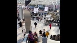 歌星斯威夫特抵达东京 四场演唱会门票售罄