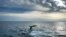 FILE - A pair of North Atlantic right whales interact at the surface of Cape Cod Bay, in Massachusetts, on March 27, 2023. 