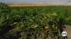 Revived dam offers Syrian farmers a lifeline