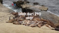 Jalan Yuk! Ke Kawasan Pinggir Laut La Jolla di San Diego