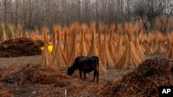 A calf feeds from a pile of the cover of wicker sticks on the outskirts of Srinagar, Indian-controlled Kashmir.