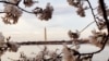 Washington y los cerezos en flor
