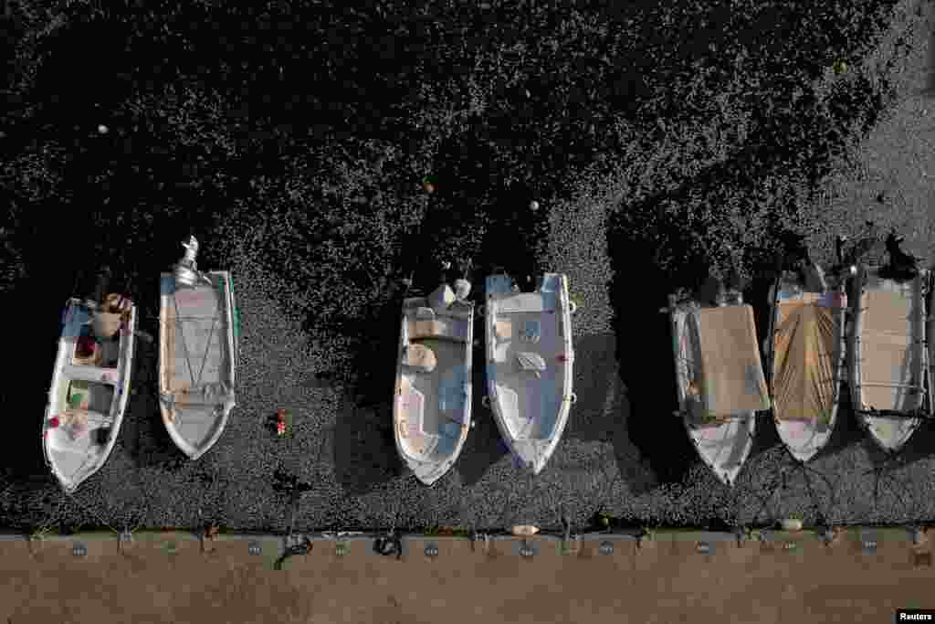 A man sits in a boat as tons of dead fish have washed up in the port of Volos, Greece.