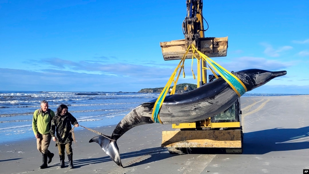 In this photo provided by the Department of Conservation rangers Jim Fyfe and Tūmai Cassidy walk alongside what is believed to be a rare spade-toothed whale, on July 5, 2024, after its was found washed ashore on a beach near Otago, New Zealand. 