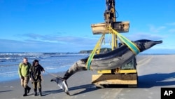 In this photo provided by the Department of Conservation rangers Jim Fyfe and Tūmai Cassidy walk alongside what is believed to be a rare spade-toothed whale, on July 5, 2024, after its was found washed ashore on a beach near Otago, New Zealand. 