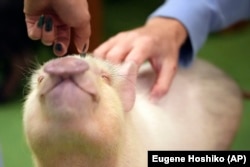 Customers pet a micro pig at a mipig cafe, Wednesday, Jan. 24, 2024, in Tokyo. (AP Photo/Eugene Hoshiko)