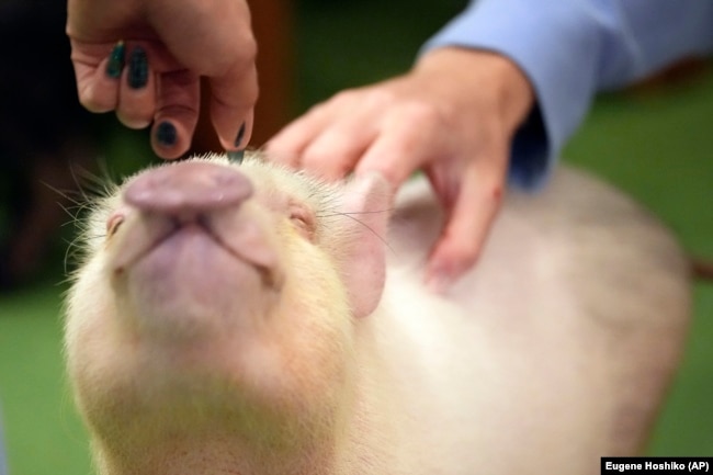 Customers pet a micro pig at a mipig cafe, Wednesday, Jan. 24, 2024, in Tokyo. (AP Photo/Eugene Hoshiko)