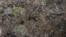 FILE - Trees lie in an area of recent deforestation identified by agents of the Chico Mendes Institute in the Chico Mendes Extractive Reserve, Acre state, Brazil, Dec. 8, 2022. 