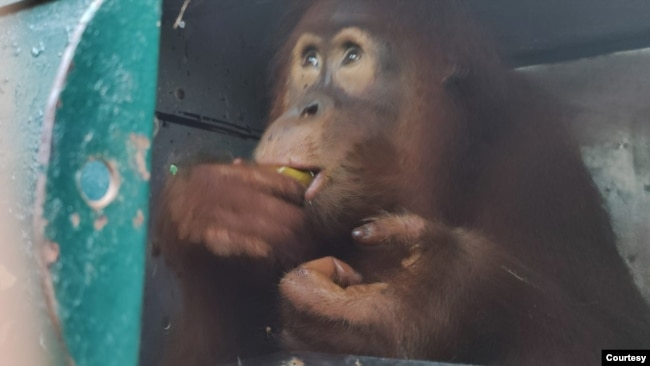 Orangutan Sumatra di Sekolah Hutan Jantho Aceh. (Courtesy: BBKSDA Sumut)