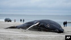 FILE - People walk down the beach to take a look at a dead whale in Lido Beach, NY, Jan. 31, 2023.