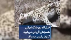 قتل‌گاه یوزپلنگ ایرانی همچنان قربانی می‌گیرد؛ گزارش آرین ریسباف