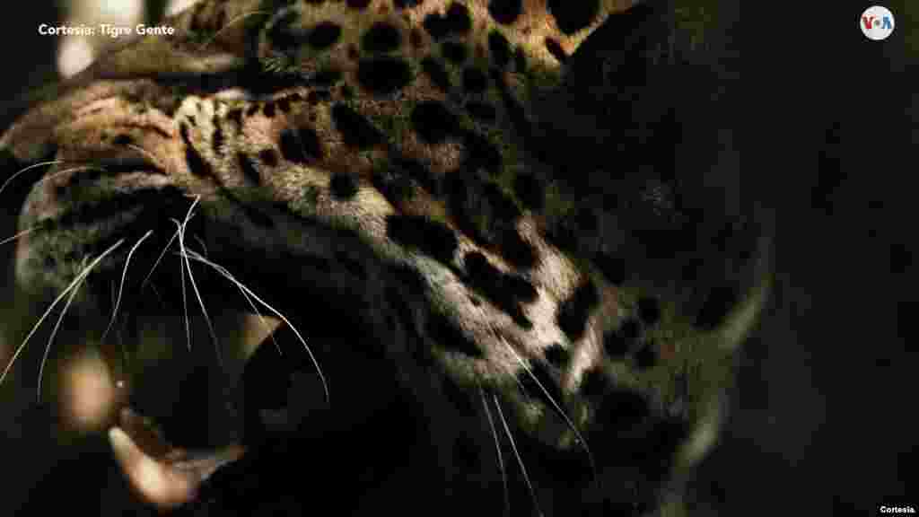 El tráfico de este felino afecta el hábitat del jaguar boliviano.