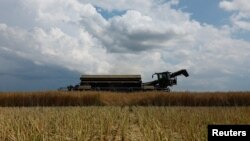 An agricultural worker operates a combine during a rapeseed harvesting in a field near the village Kyshchentsi in Cherkasy region, Ukraine, July 18, 2023. 