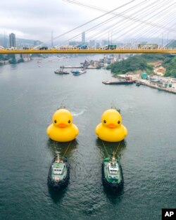 AllRightsReserved akan memamerkan "Double Duck" karya Florentijn Hofman di Victoria Harbour mulai 10 Juni hingga 23 Juni 2023.(Kredit foto: @ARR.AllRightsReserved)