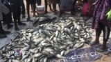 Ngư dân Angola tố tàu cá Trung Quốc ‘vét sạch’ trữ lượng cá trong vùng